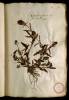  Fol. 20 

Symphytum petraeum sive Prunella flore rubro.